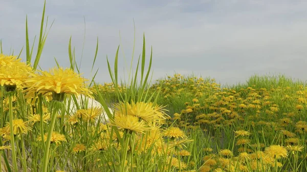 Trawa Kwiaty Pole Krajobraz Scena Renderowania Natura Tapety Tła — Zdjęcie stockowe