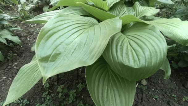 Beautiful Green Hosta Guacomole Plant Leaves Swaying Wind — стоковое видео