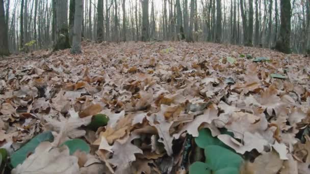 Beautiful Autumn Leaves Falling Slowly Forest — стоковое видео