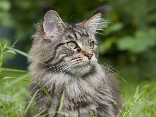 Portrait of a cat — Stock Photo, Image