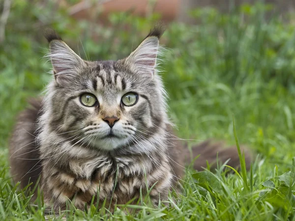 Retrato de un gato — Foto de Stock