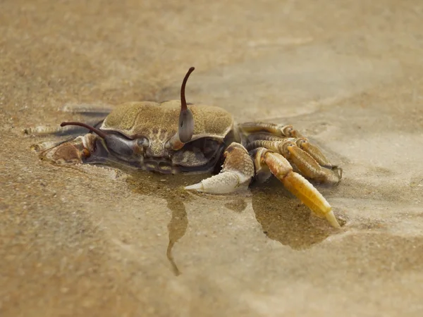 Krab na pláži — Stock fotografie