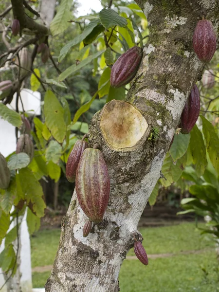 Les fruits du cacao . — Photo