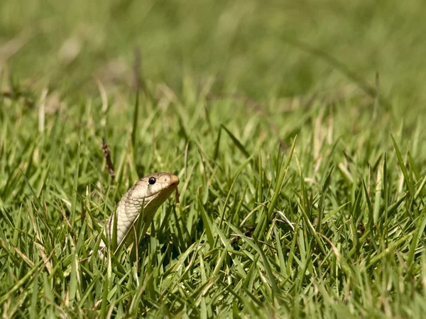 Cabeça da cobra — Fotografia de Stock