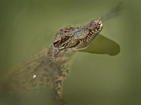 Muzzle of a crocodile — Stock Photo, Image