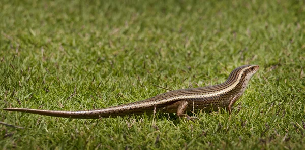 Lagarto en la hierba — Foto de Stock