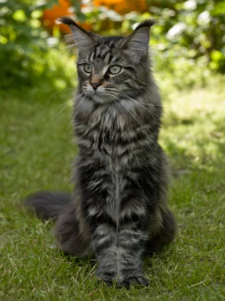 Katzensitzen — Stockfoto