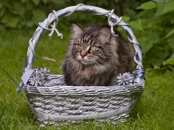 Cat in the basket. — Stock Photo, Image