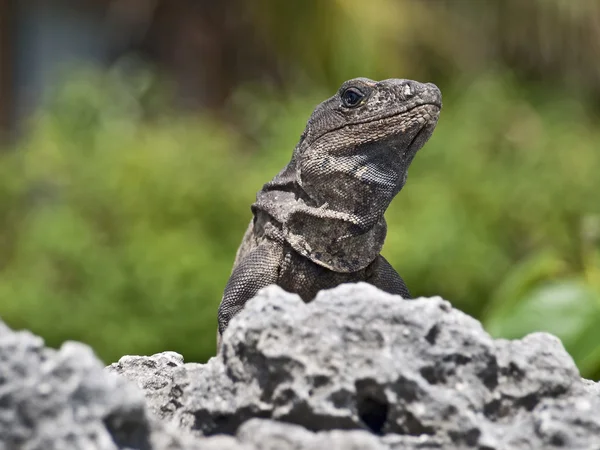 En la roca Iguana — Foto de Stock