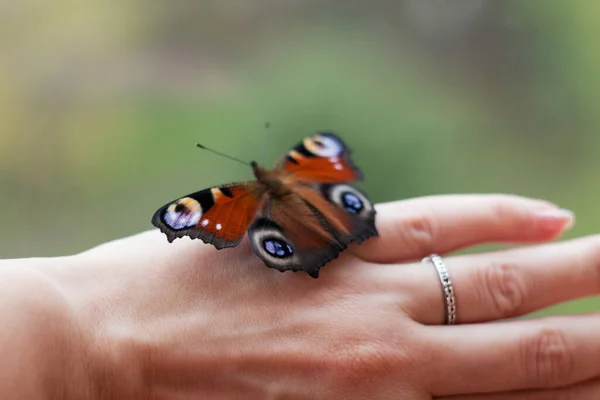 Красивая Бабочка Крупным Планом Бабочка Павлин — стоковое фото
