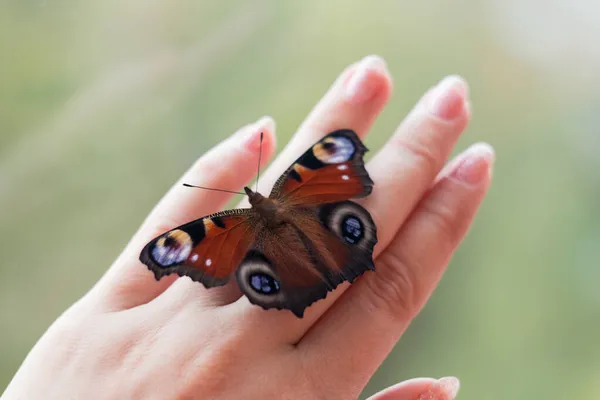 Piękny Motyl Bliska Motyl Paw — Zdjęcie stockowe