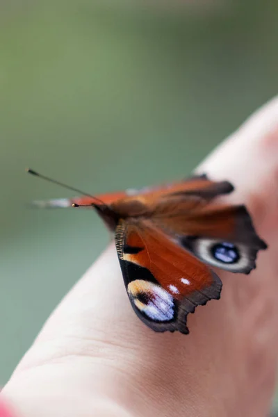 Красивая Бабочка Крупным Планом Бабочка Павлин — стоковое фото
