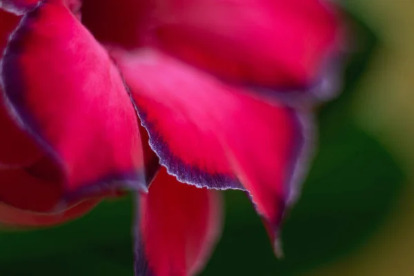Adenium Kwitnąca Soczysta Roślina Kwiat Bliska Piękny Kwitnący Kwiat Delikatnymi — Zdjęcie stockowe