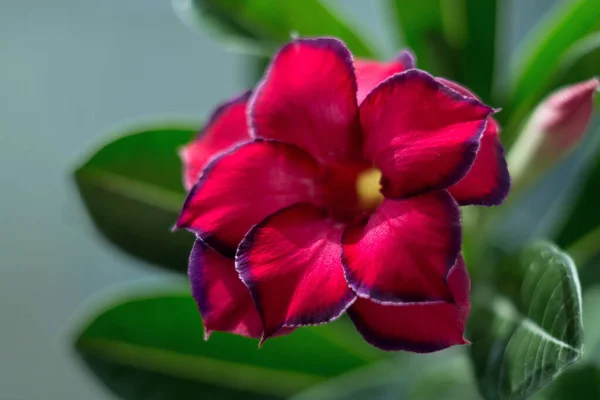 Adenium Planta Suculenta Florescente Flor Perto Uma Bela Flor Florescente — Fotografia de Stock