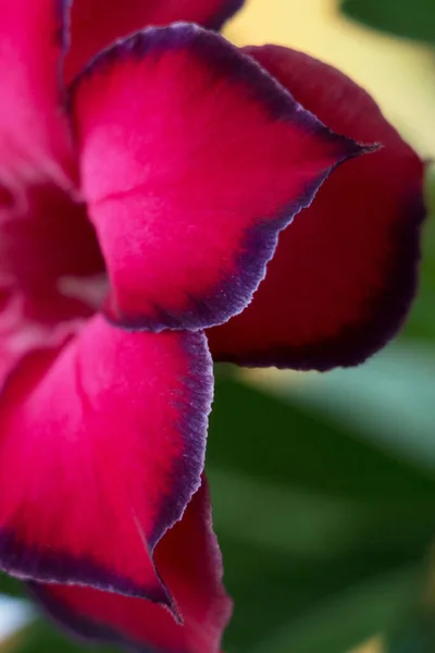 Adenium Kwitnąca Soczysta Roślina Kwiat Bliska Piękny Kwitnący Kwiat Delikatnymi — Zdjęcie stockowe