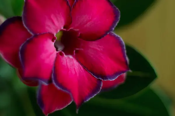 Adenium Planta Suculenta Florescente Flor Perto Uma Bela Flor Florescente — Fotografia de Stock