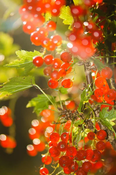 Illuminé par la lumière du soleil baies de groseille rouge — Photo