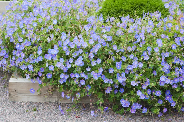 暗いの青い花の美しいベッド — ストック写真