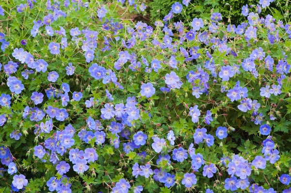 Beautiful bed from dark blue flowers — Stock Photo, Image