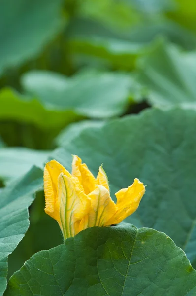 黄南瓜花在绿叶间 — 图库照片