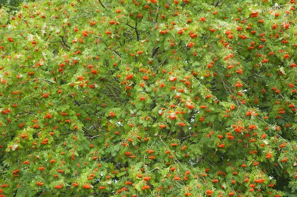 A bunch of red mountain ash, a close up — Stock Photo, Image