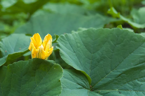 Fiore di zucca giallo tra foglie verdi — Foto Stock