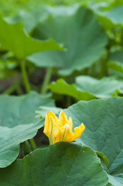 Fiore di zucca giallo tra foglie verdi — Foto Stock