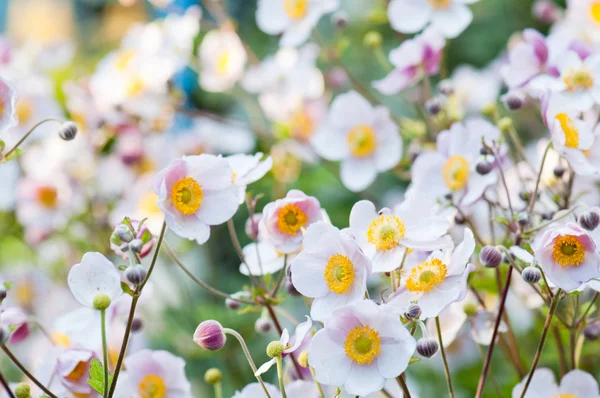 Illuminata da fiori di luce solare in giardino — Foto Stock