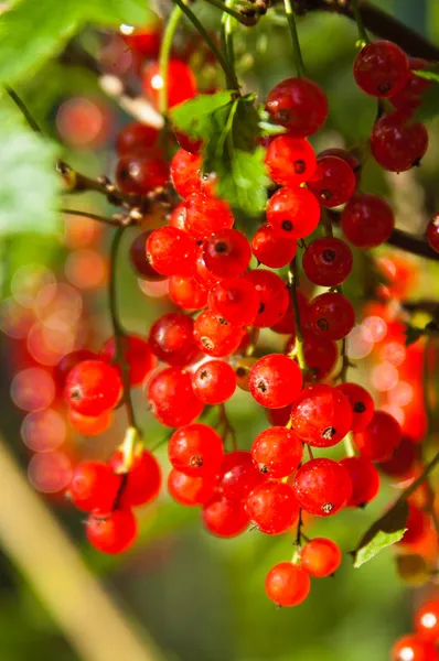 Iluminado por la luz del sol bayas de grosella roja — Foto de Stock