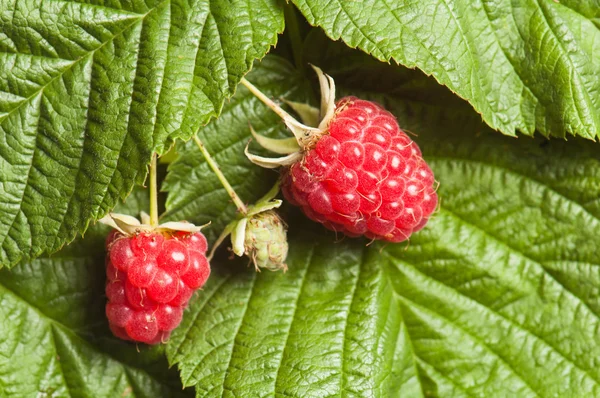 Berries of a raspberry on leaves, a close up — Stock Photo, Image