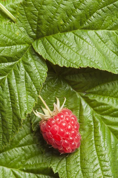 Berries of a raspberry on leaves, a close up — Stock Photo, Image