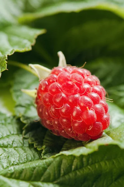 Berries of a raspberry on leaves, a close up Royalty Free Stock Images