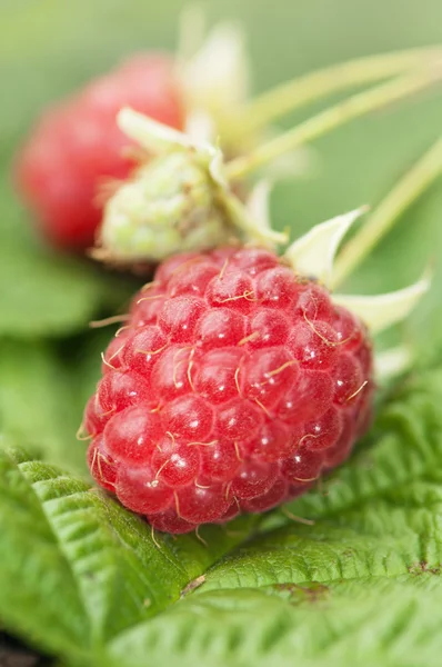 Berries of a raspberry on leaves, a close up — Stock Photo, Image