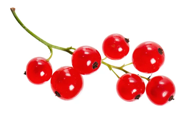 Un manojo de grosella roja, aislado en blanco — Foto de Stock