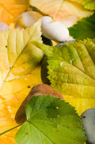 Amarelo e verde caído folhas, fundo — Fotografia de Stock