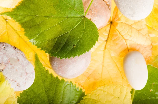 Gele en groene gevallen naar beneden bladeren, achtergrond — Stockfoto