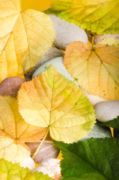 Amarelo e verde caído folhas, fundo — Fotografia de Stock