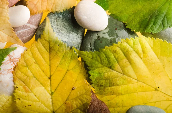 Amarelo e verde caído folhas, fundo — Fotografia de Stock