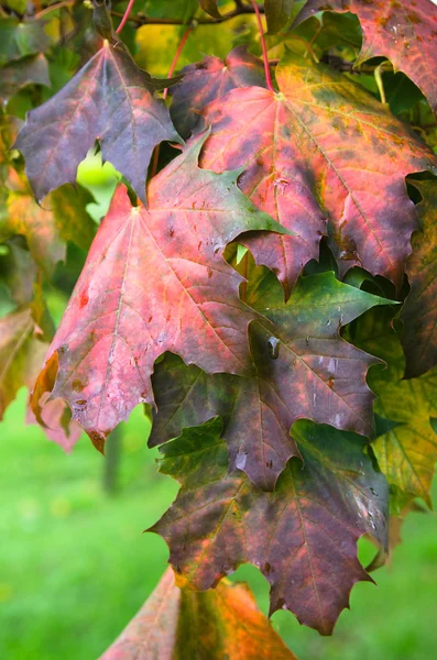 Barevné listí javor podzim, detail — Stock fotografie
