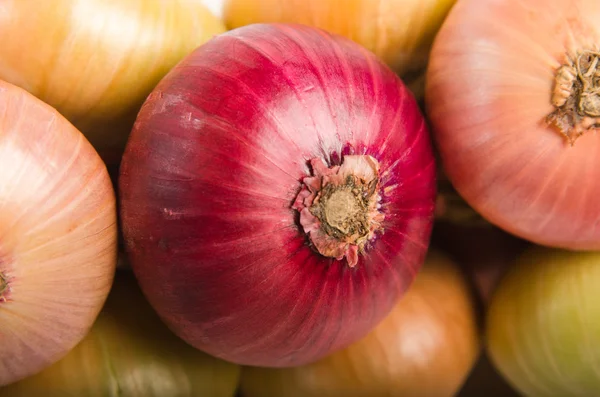 Svazek cibule, zblízka — Stock fotografie