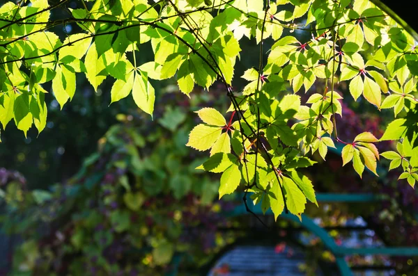 Leaves of virginia creeper (Parthenocissus quinquefolia), closeu — Stock Photo, Image