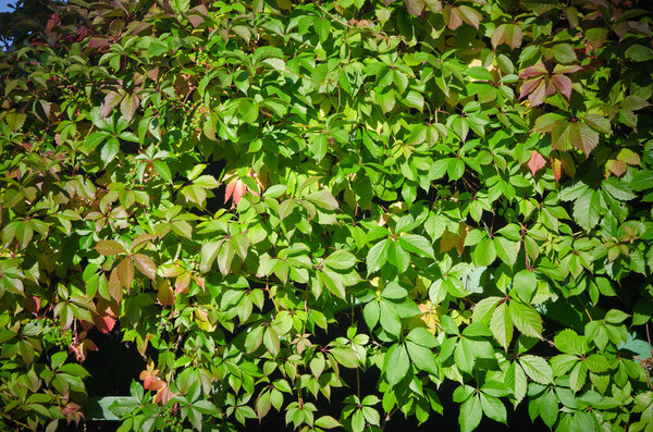 Leaves of virginia creeper (Parthenocissus quinquefolia), closeu