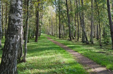 sonbahar Park güneş ışınları tarafından shined ıssız avenue