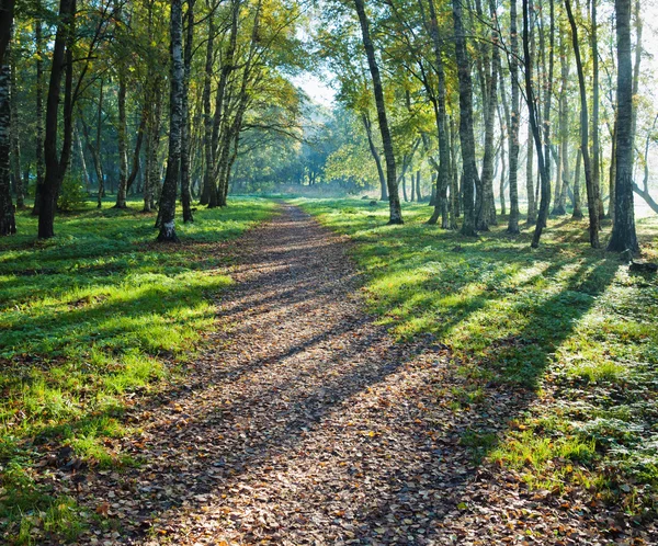 Освещается солнечной аллеей в осеннем парке — стоковое фото