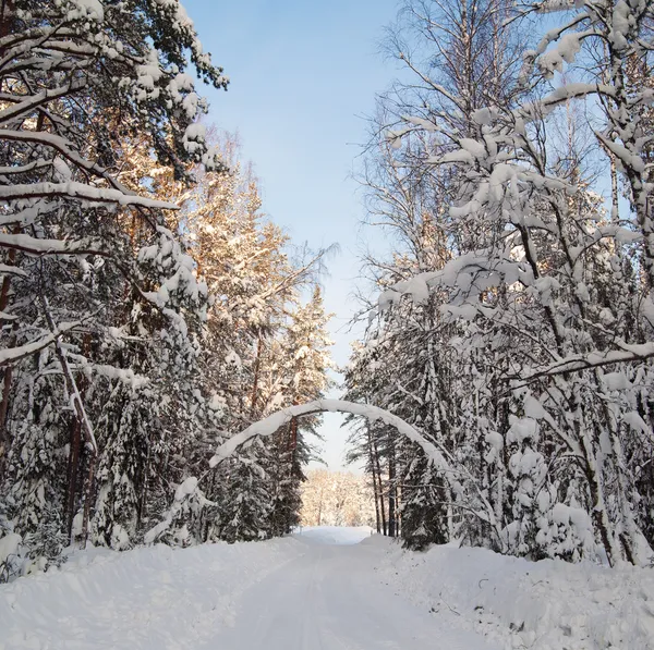 Sendero cubierto de nieve durante el invierno —  Fotos de Stock