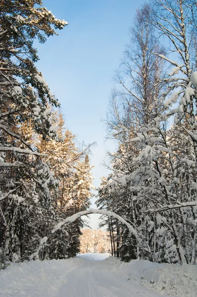 雪は冬の木の中にパス — ストック写真