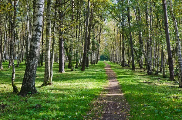 La avenida desierta brillaba por los rayos solares en el parque de otoño — Foto de Stock