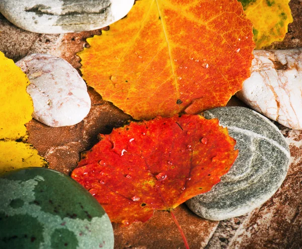 Gele en kleurrijke gevallen naar beneden bladeren, achtergrond — Stockfoto