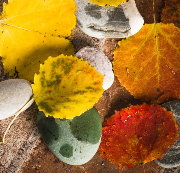 Amarelo e colorido caído folhas, fundo — Fotografia de Stock