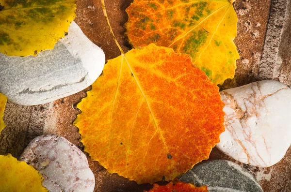 Amarelo e colorido caído folhas, fundo — Fotografia de Stock